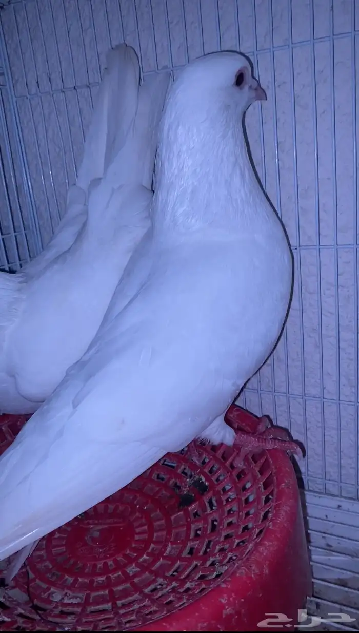 اعرض لكم حمام زاجل وفرنسي 11