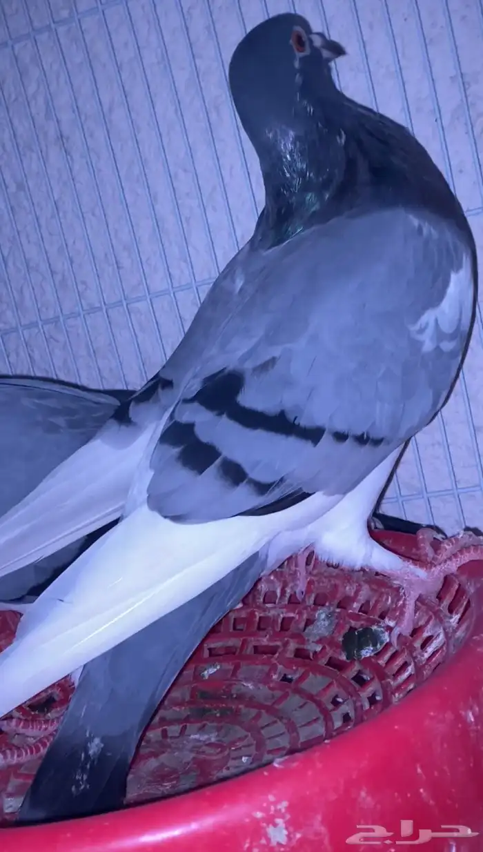 اعرض لكم حمام زاجل وفرنسي 8