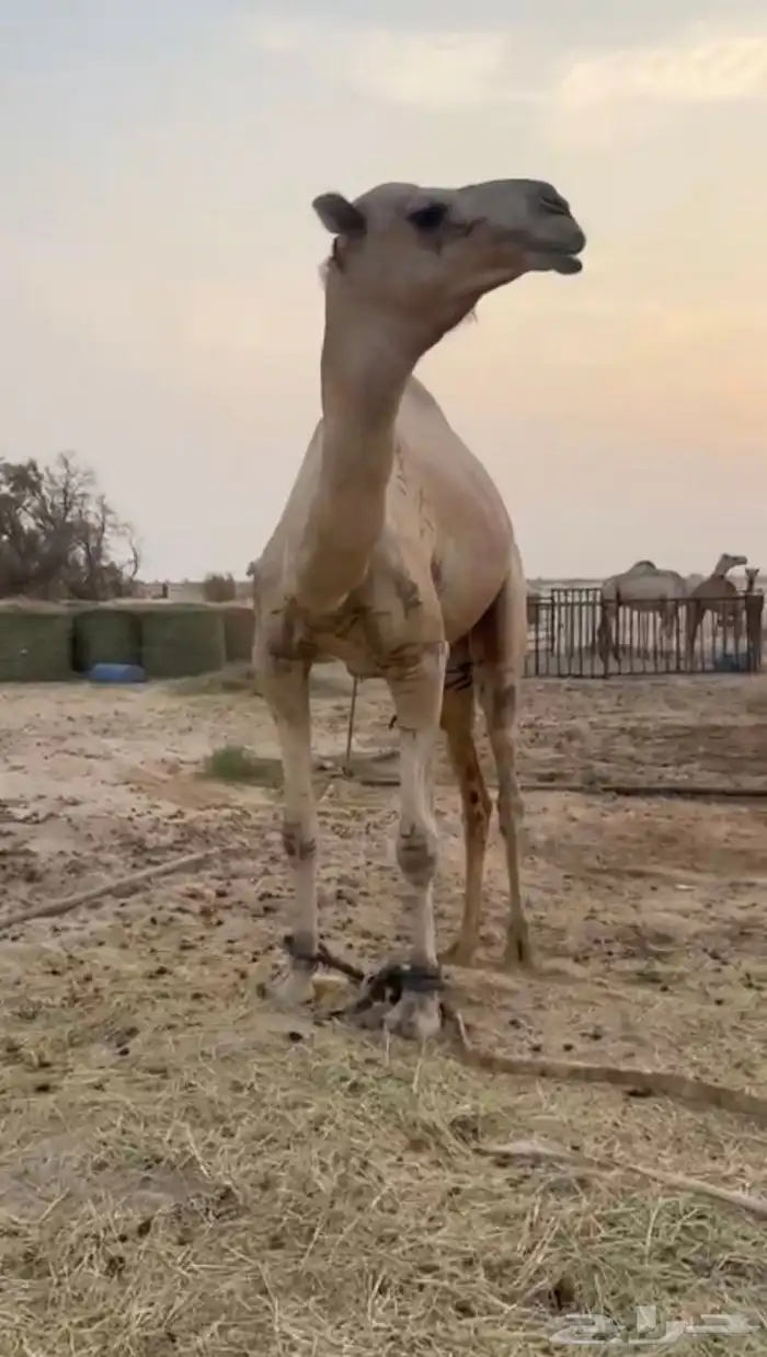 البعير للبيع 1