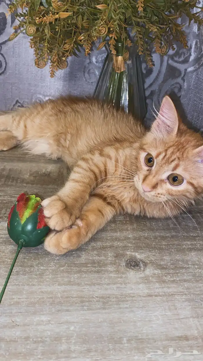 قط ذكر شيرازي ل التبني 3