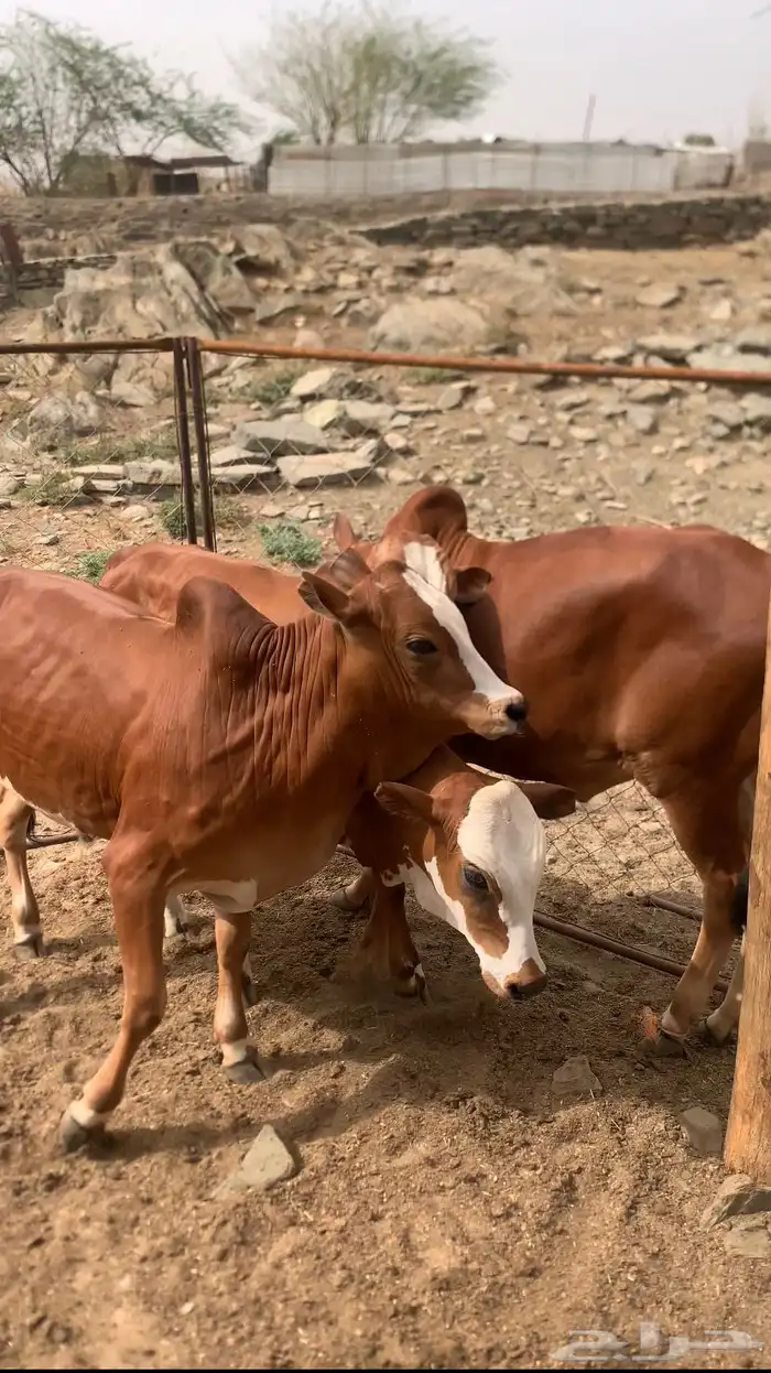 حسلان العدد 3 ذكور 0