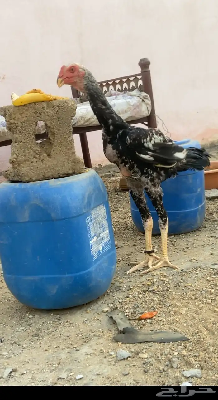 ديك شاموه الماني 2