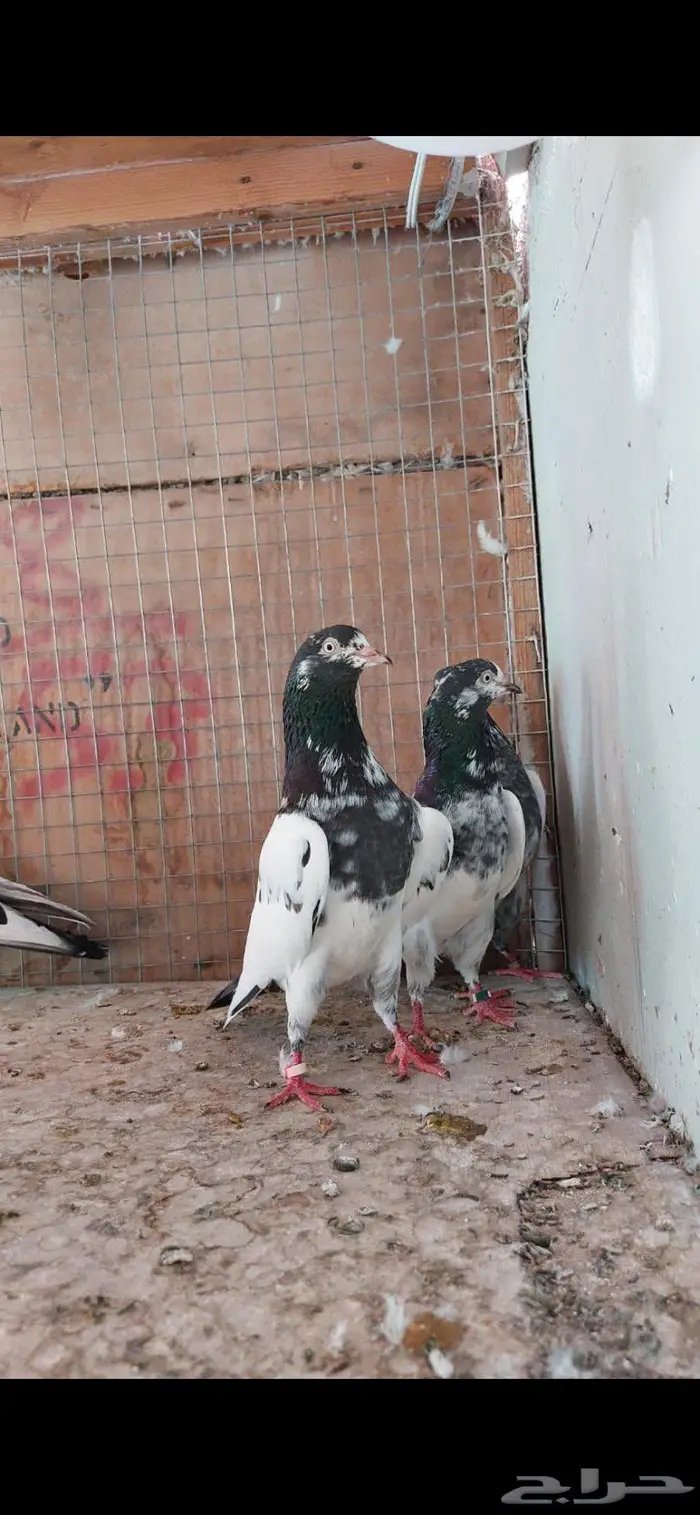 حمام باكستاني تيدي 1