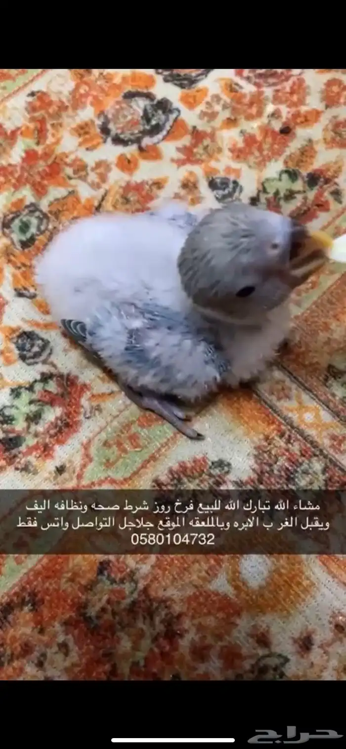 فرخ روز سماوي 2