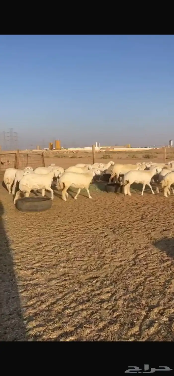 للبيع رخال حريات 1