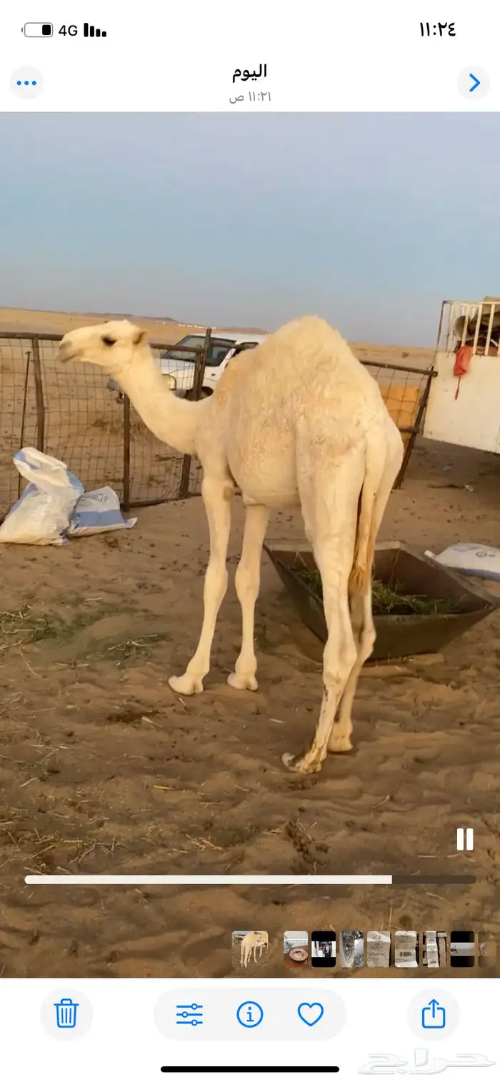 للبيع بكره وقعود مفاريد طيبات 1