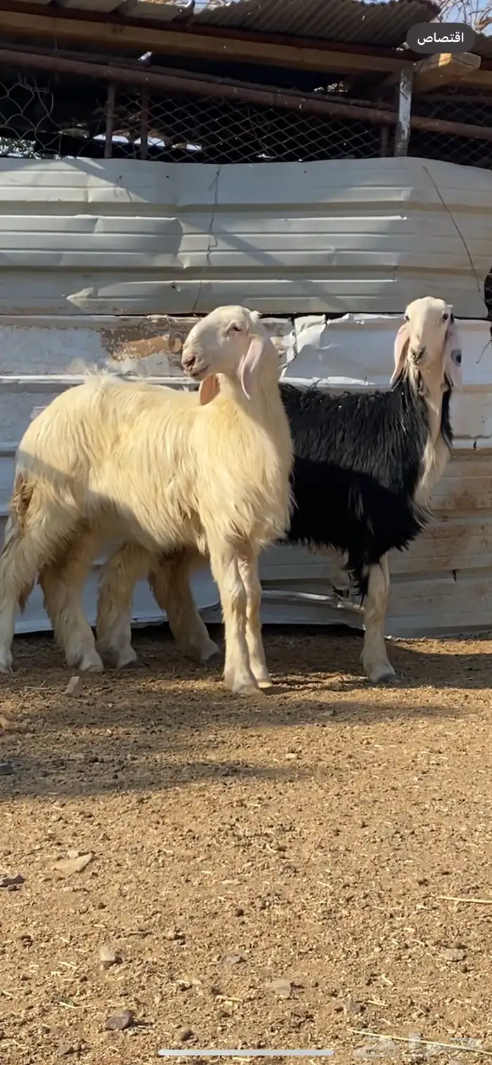 رخال نجد صنف ( تم البيييع ) 1