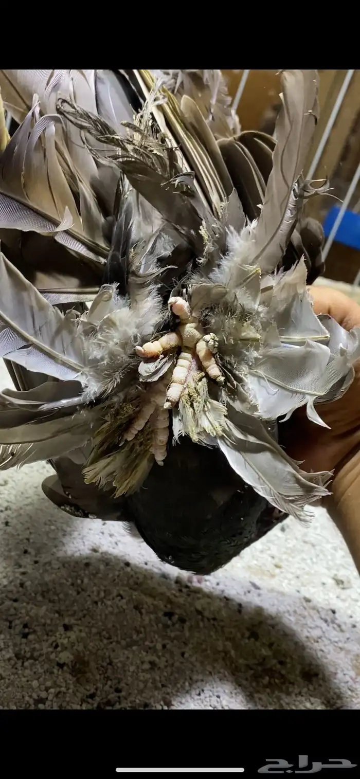 (( انثى كرنقو دن )) 3