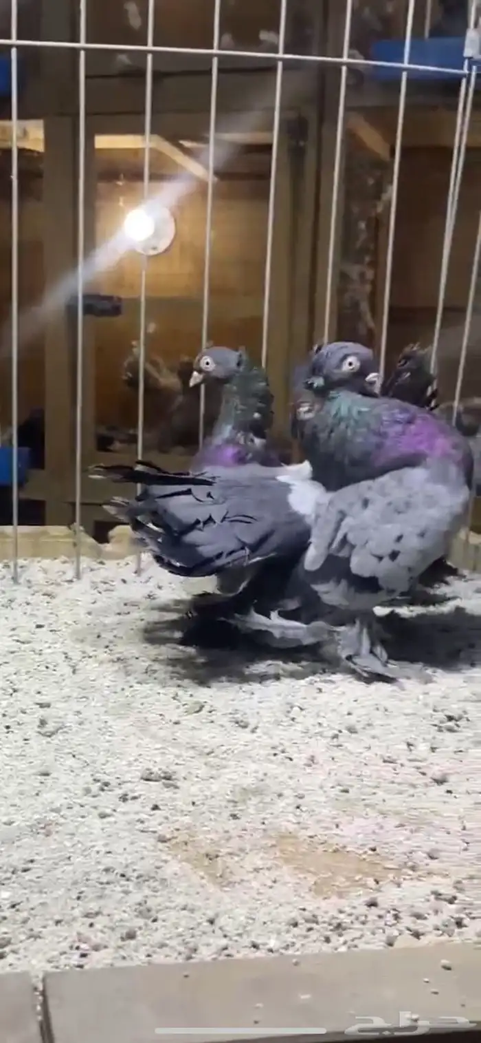 (( زوج كرنقو مستوى)) 0