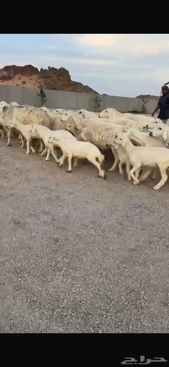 للبيع حريات مواليد ومواليد نعيمي 4