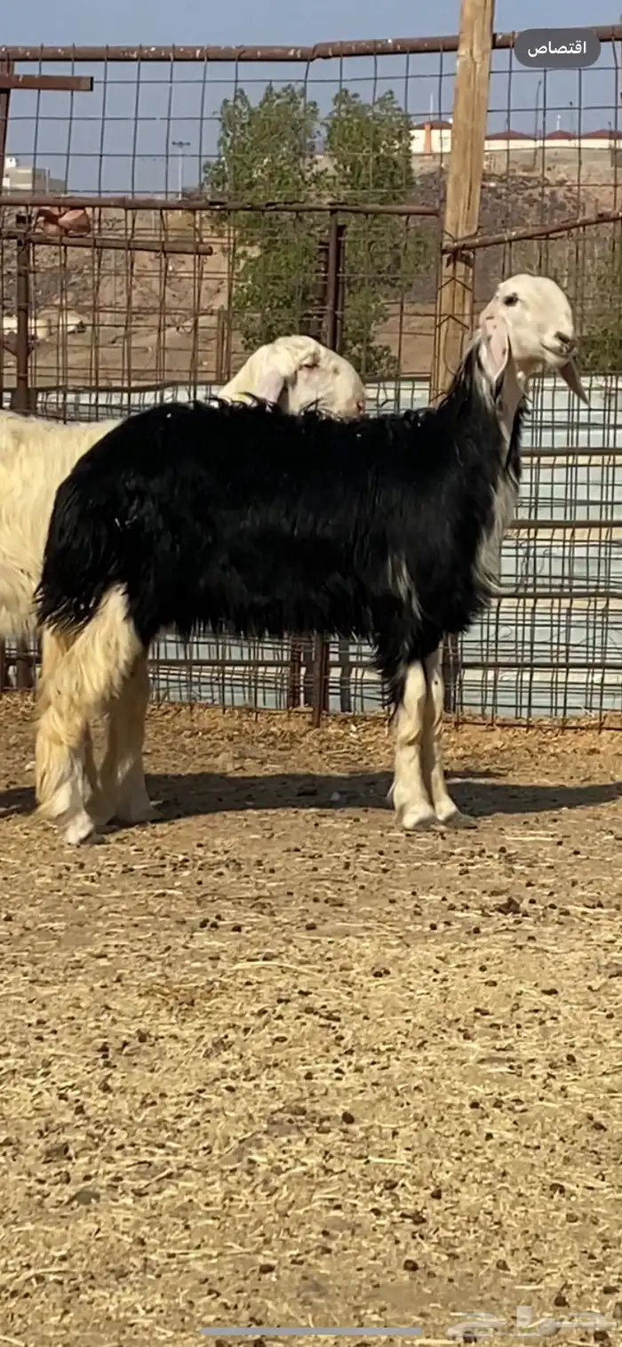 رخال نجد صنف ( تم البيييع ) 5