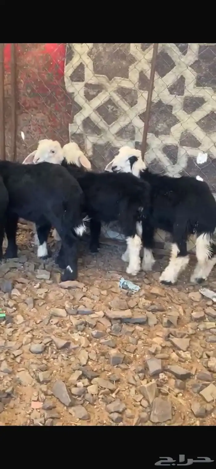 خرفان نجد تربيه 1