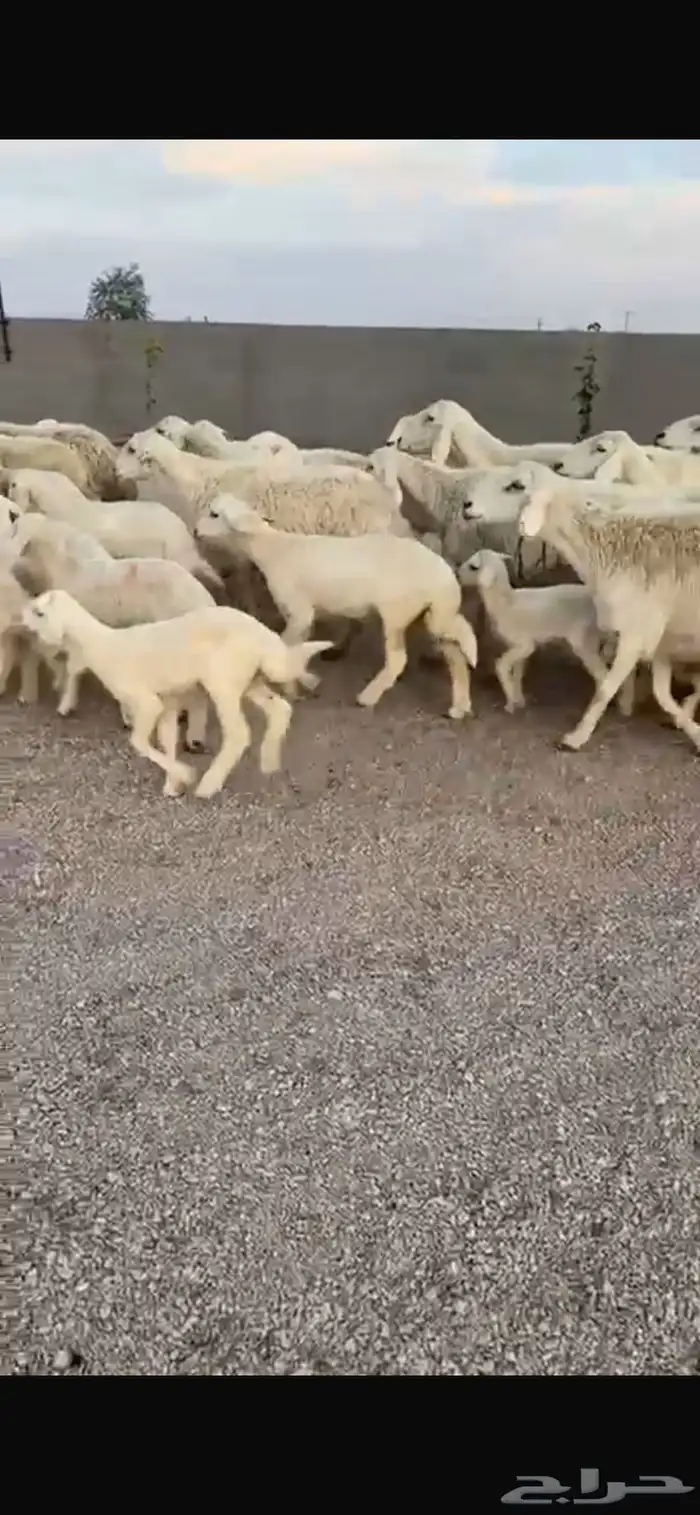 للبيع حريات مواليد ومواليد نعيمي 7