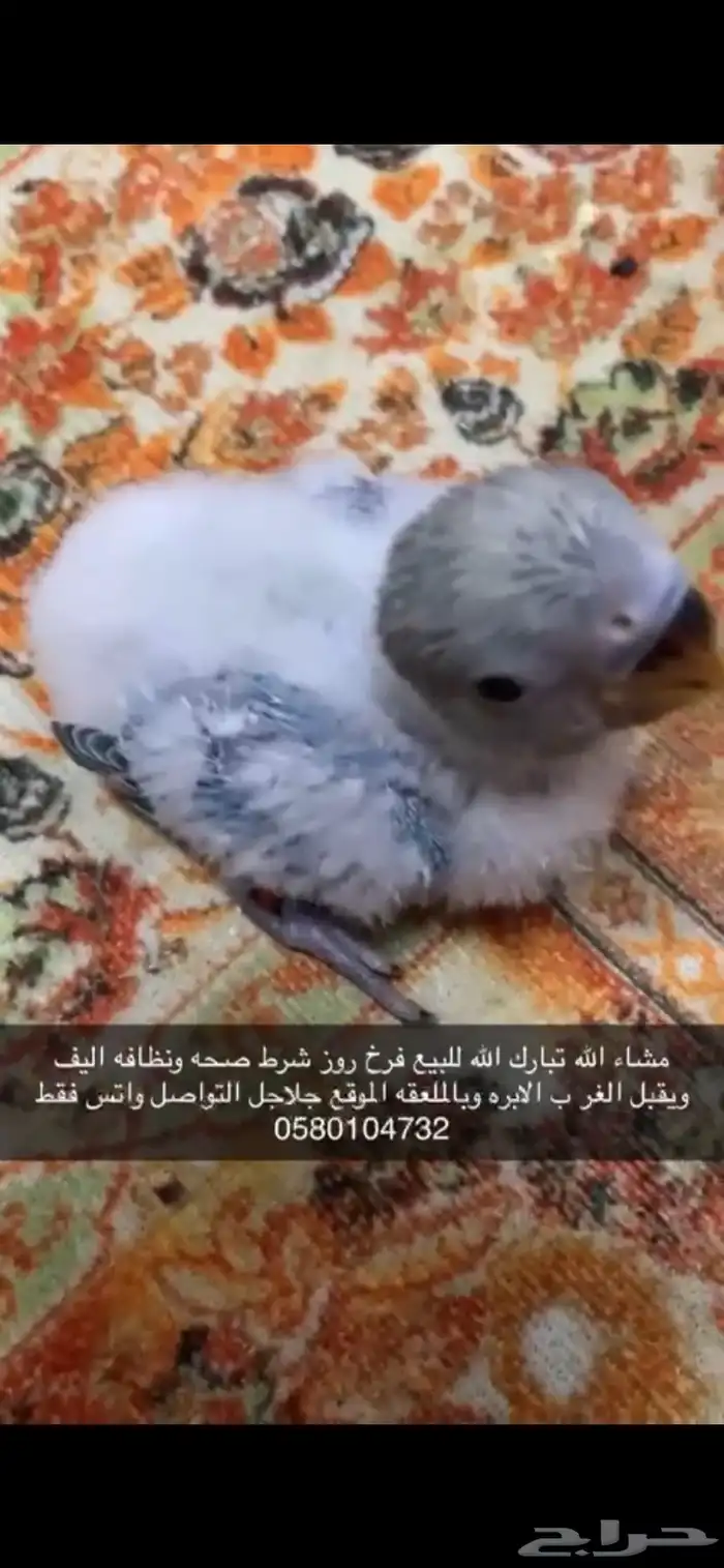 فرخ روز سماوي 3