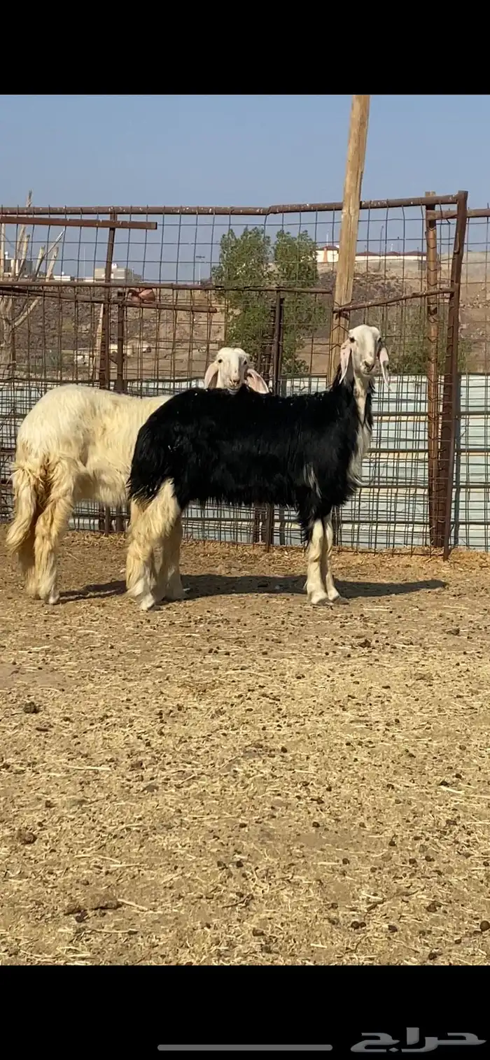 رخال نجد صنف ( تم البيييع ) 0