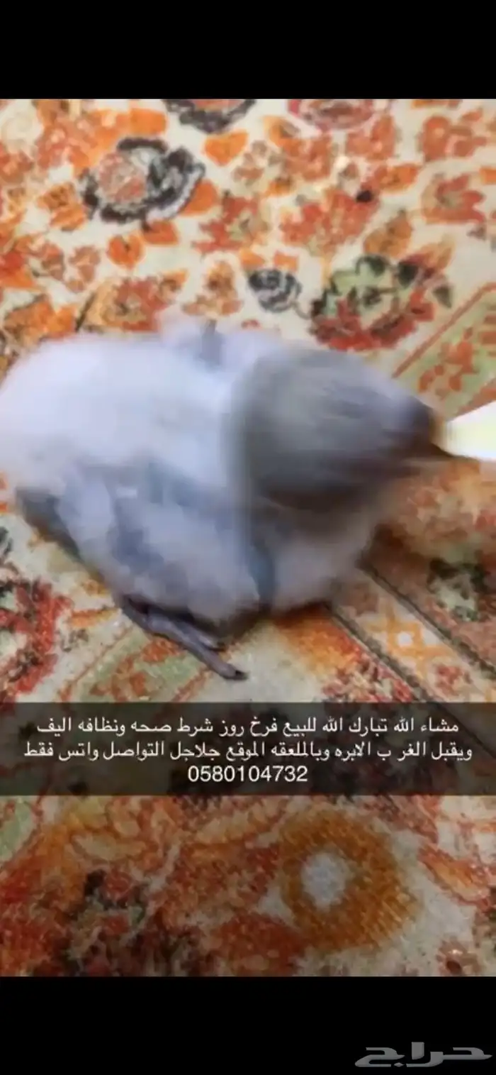 فرخ روز سماوي 4