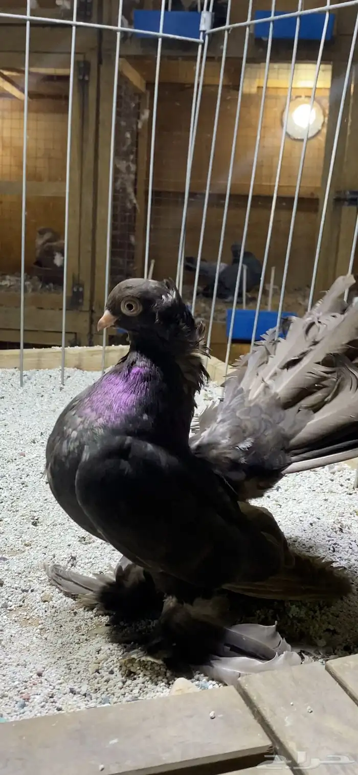 (( انثى كرنقو دن )) 2