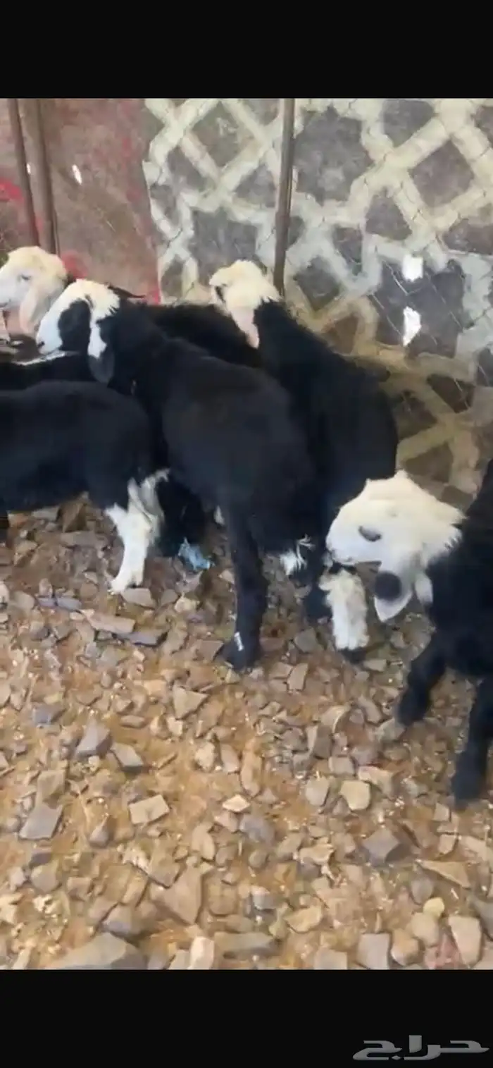 خرفان نجد تربيه 2