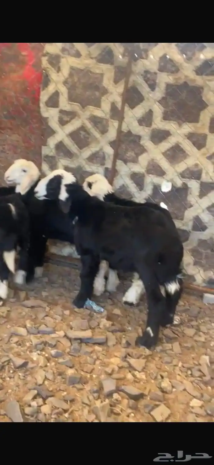 خرفان نجد تربيه 3