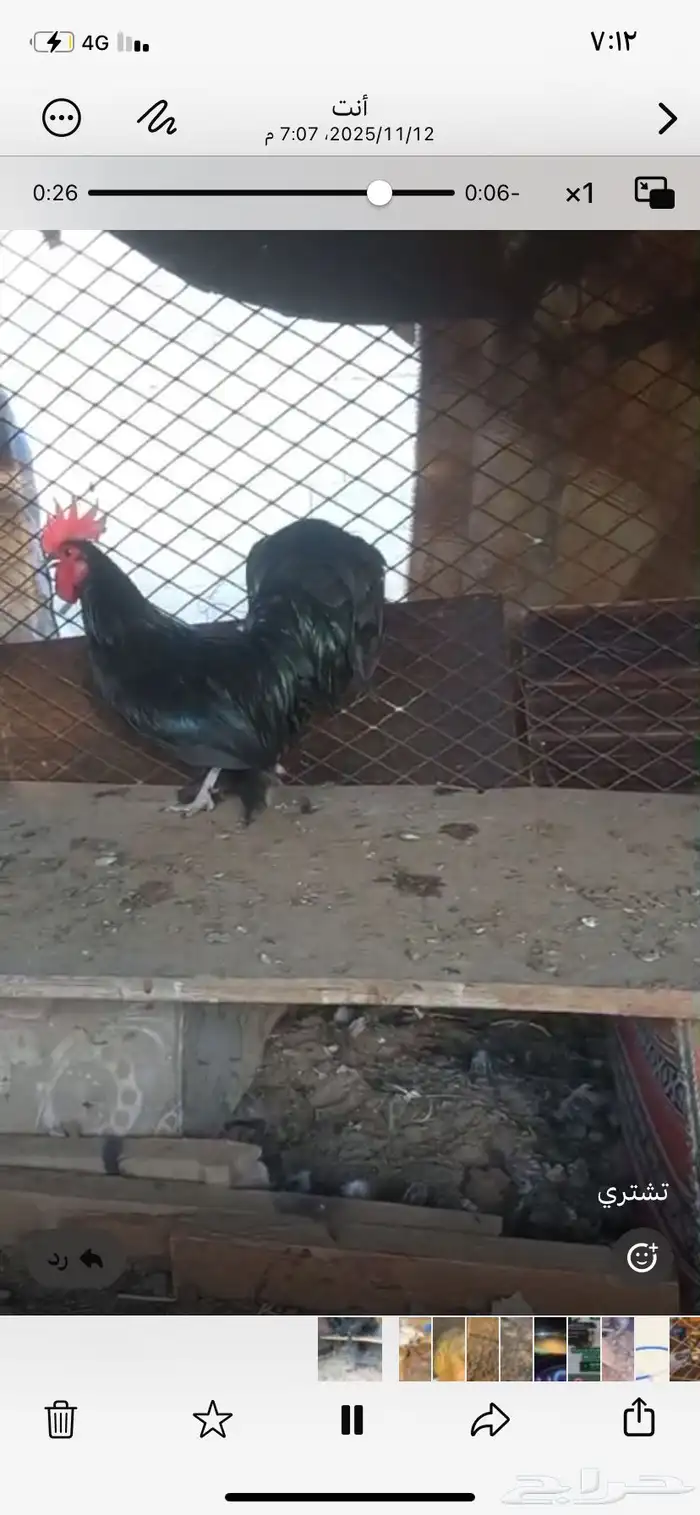 دجاج قزم اسود 0