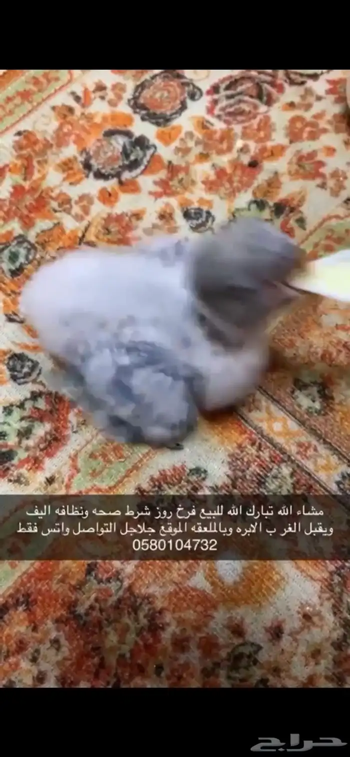 فرخ روز سماوي 0