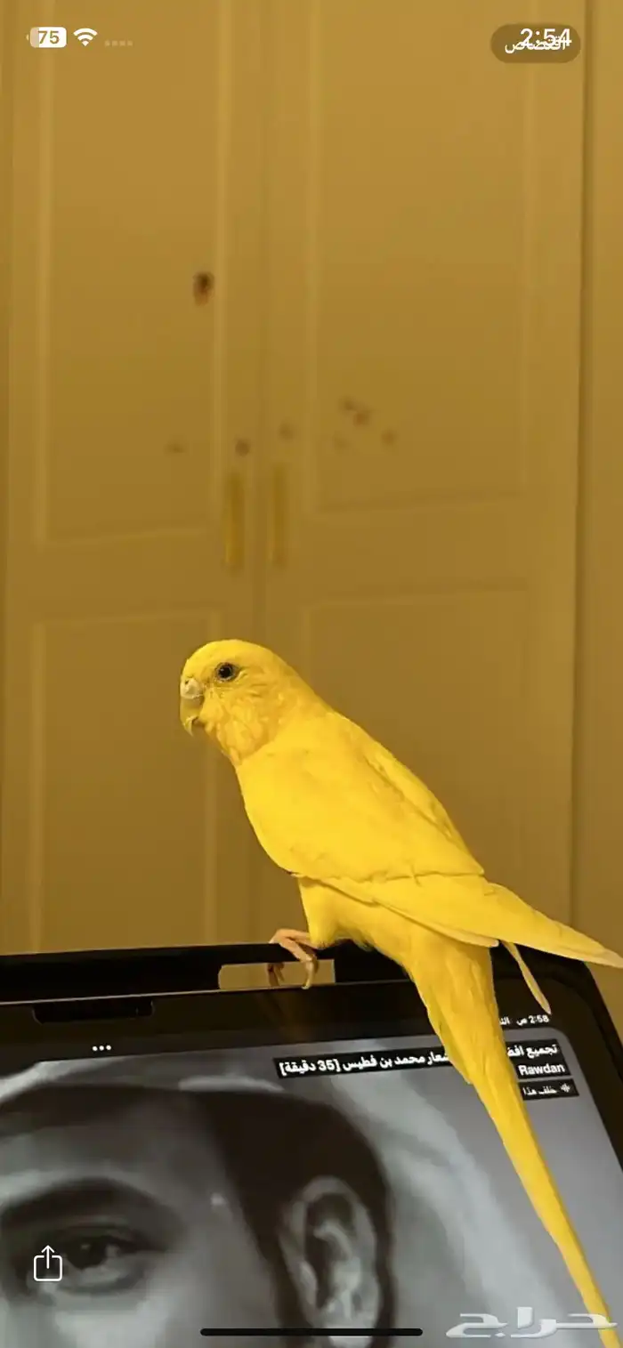 عصفور البادجي صحه سليمه يغرد واليف 0