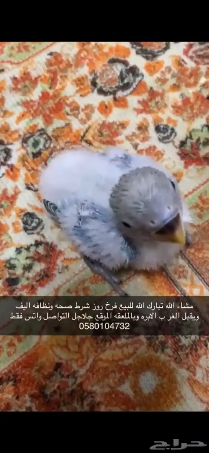 فرخ روز سماوي 1