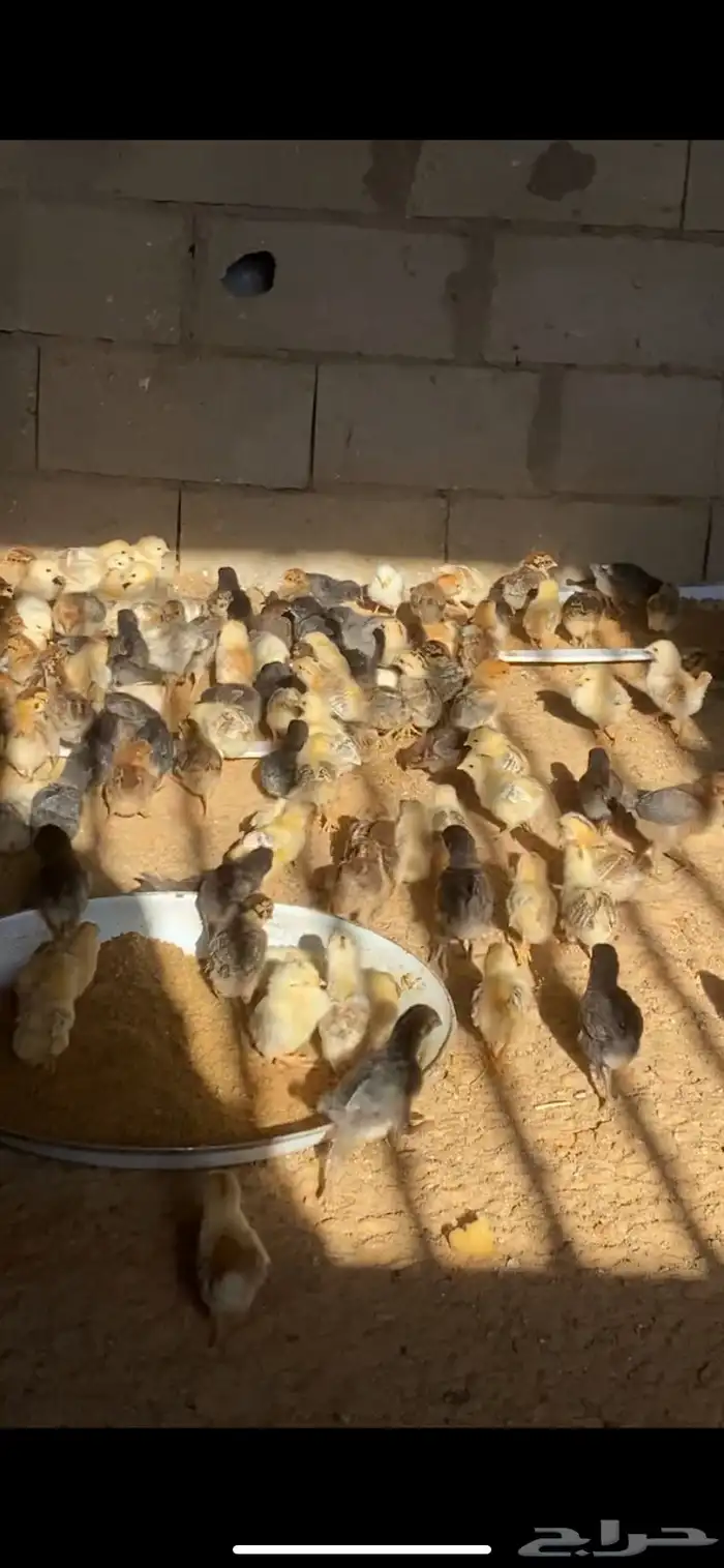 صيصان فيومي ذهبي وفيومي شبابي 3