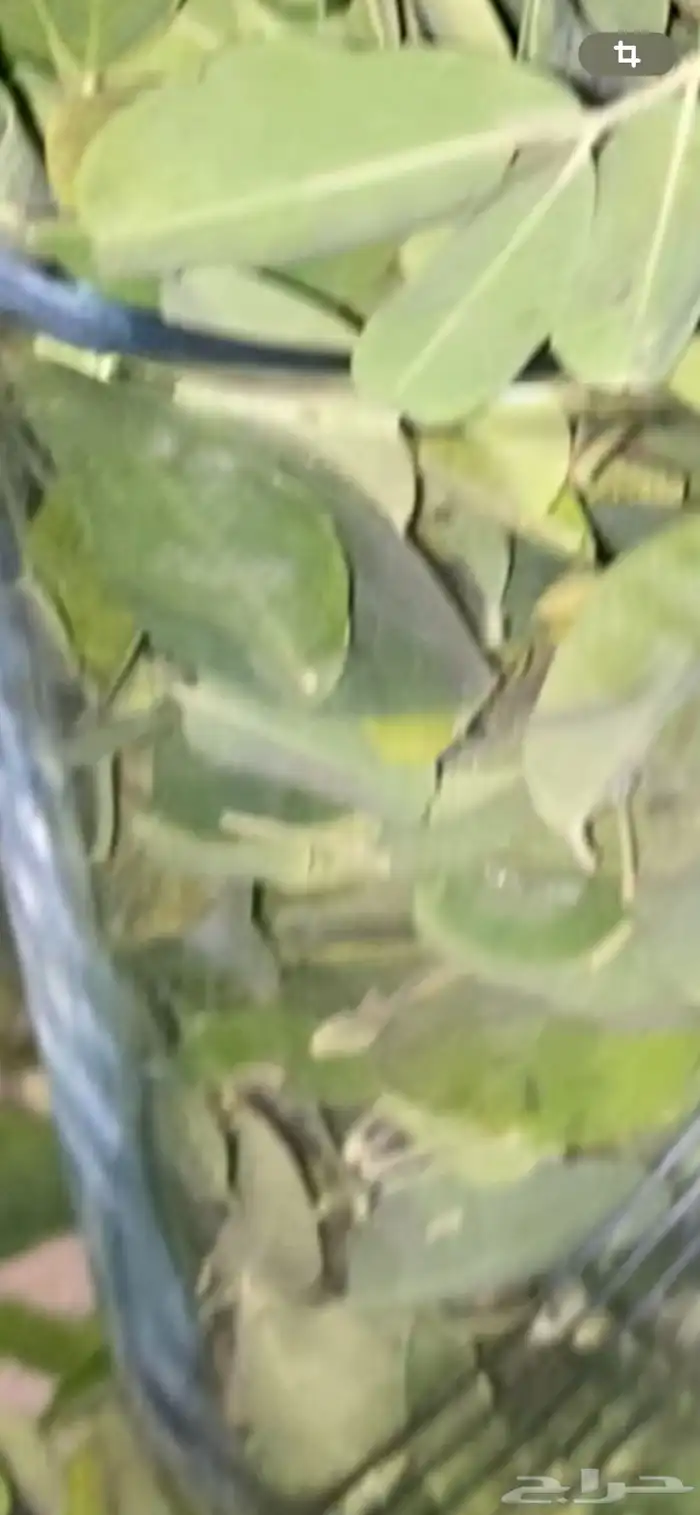 مخرج 5 حي الغدير 3