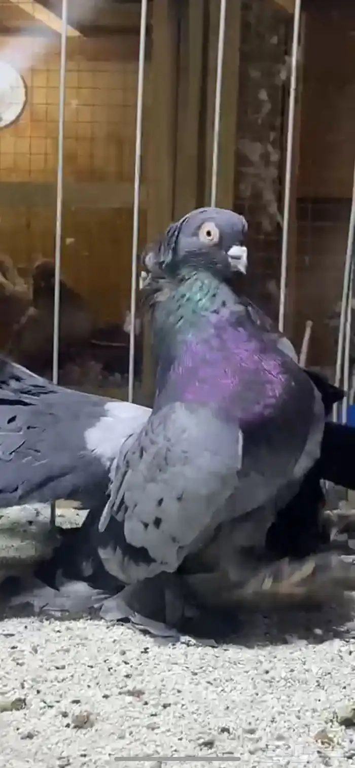 (( زوج كرنقو مستوى)) 1