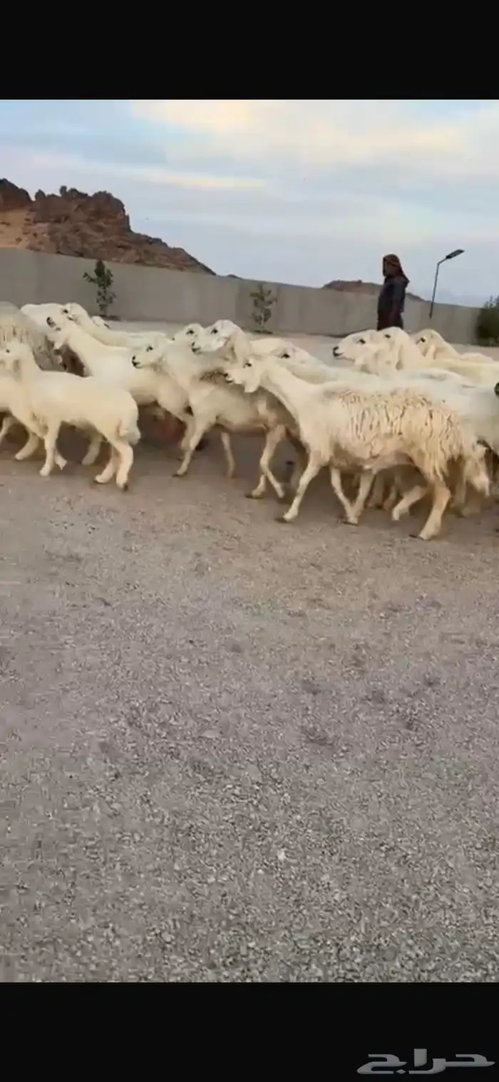 للبيع حريات مواليد ومواليد نعيمي 5