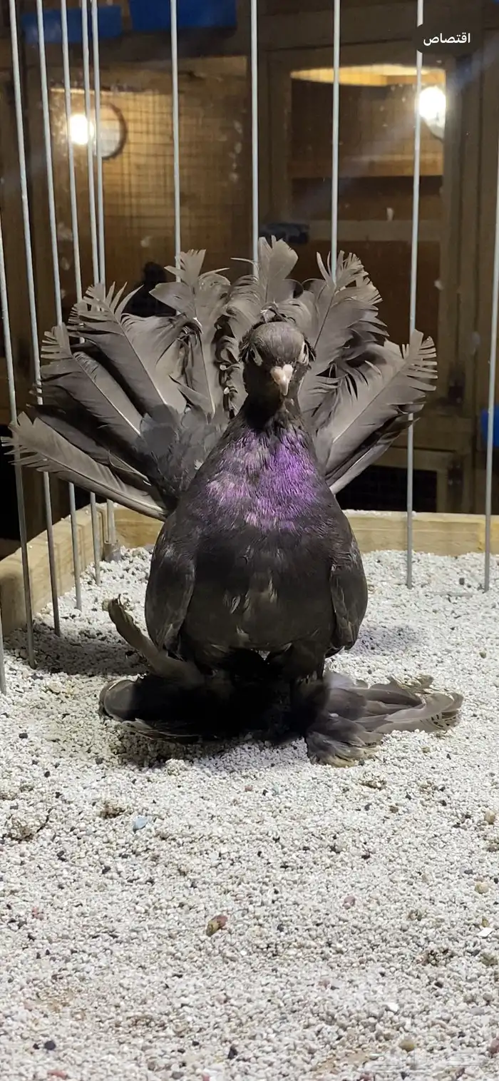 (( انثى كرنقو دن )) 1