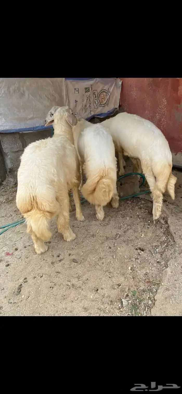 خرفان سمان ونظاف(تم البيع) 1