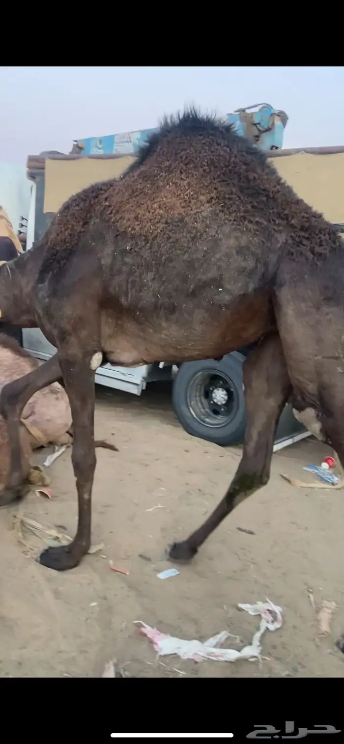 بكره كفو مفروده بلدي للبيع 1