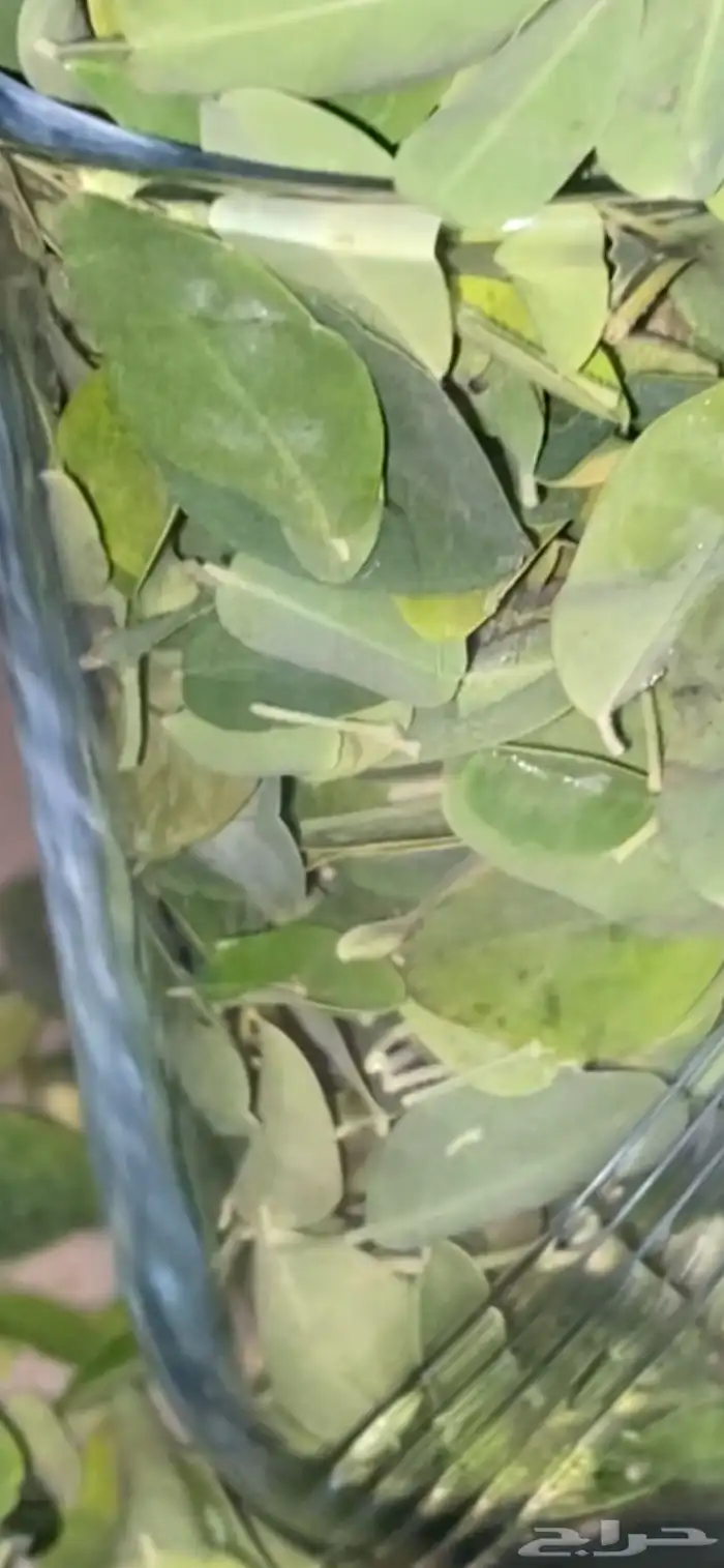 مخرج 5 حي الغدير 2