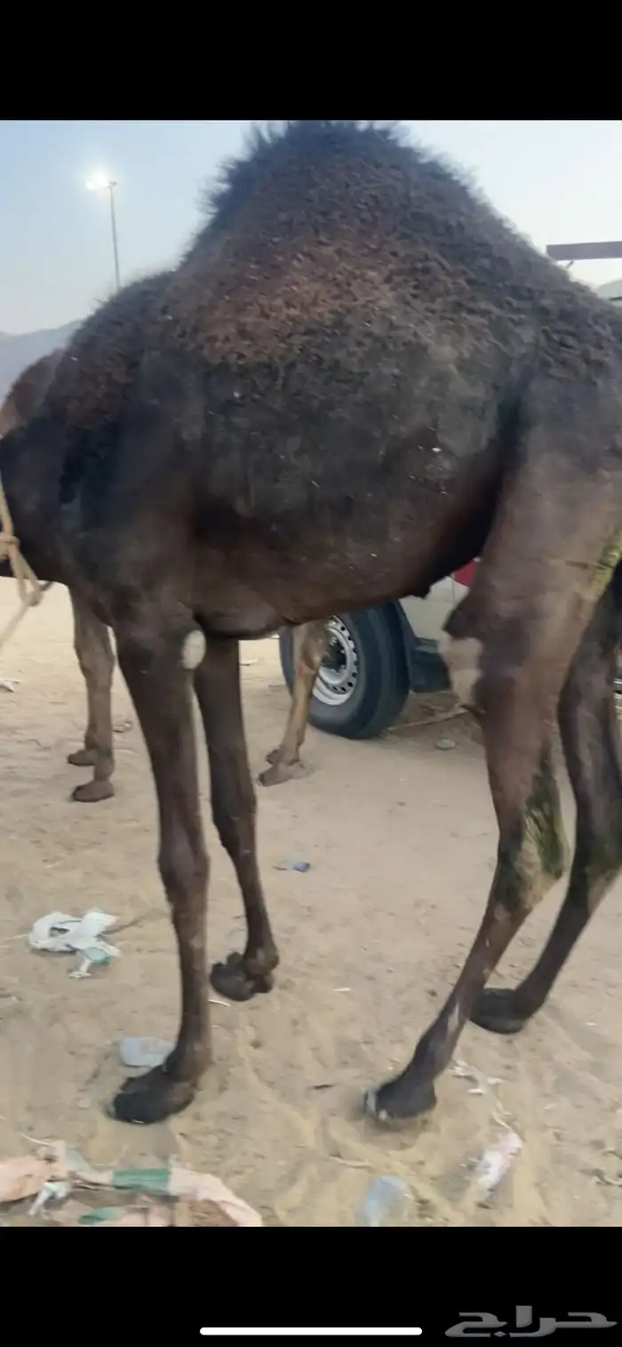 بكره كفو مفروده بلدي للبيع 0