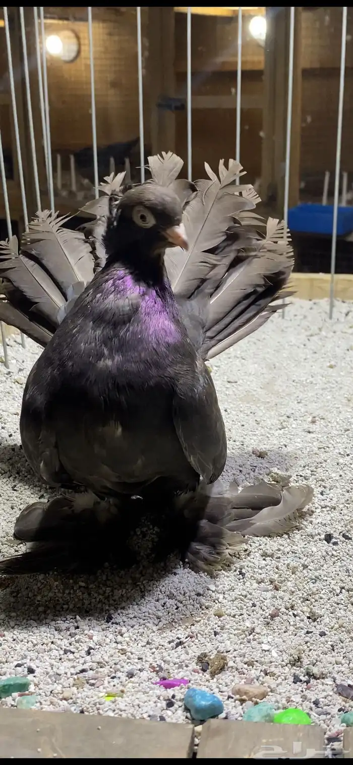 (( انثى كرنقو دن )) 0