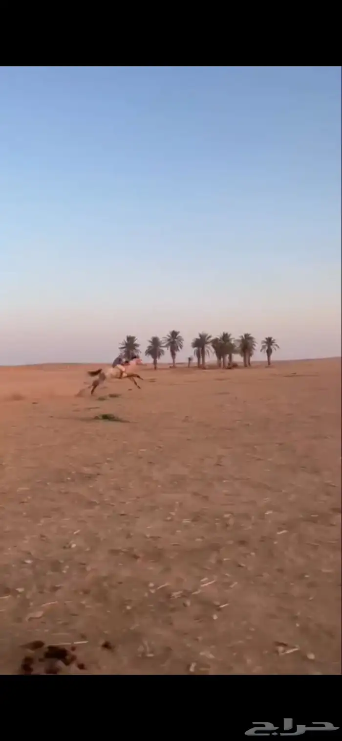 حصان شعبي للبيع 0