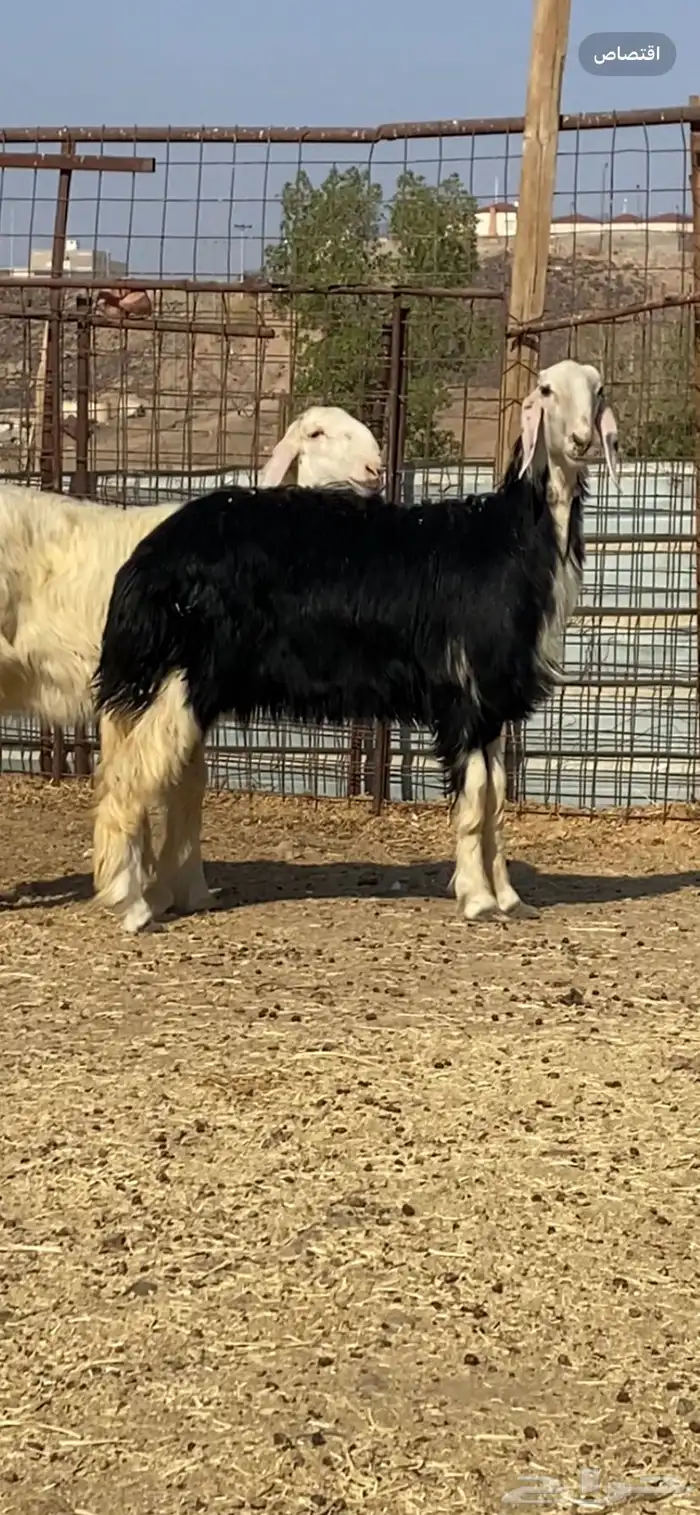 رخال نجد صنف ( تم البيييع ) 6