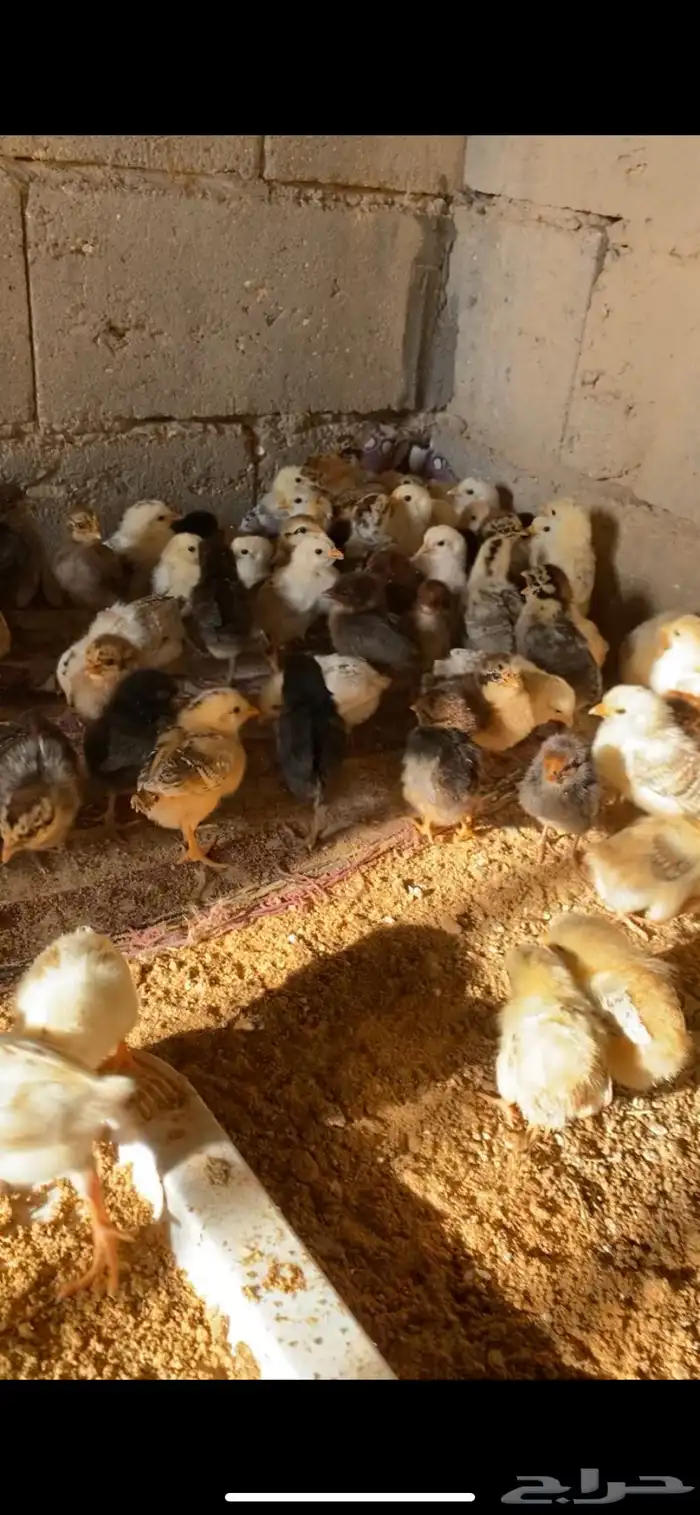 صيصان فيومي ذهبي وفيومي شبابي 2