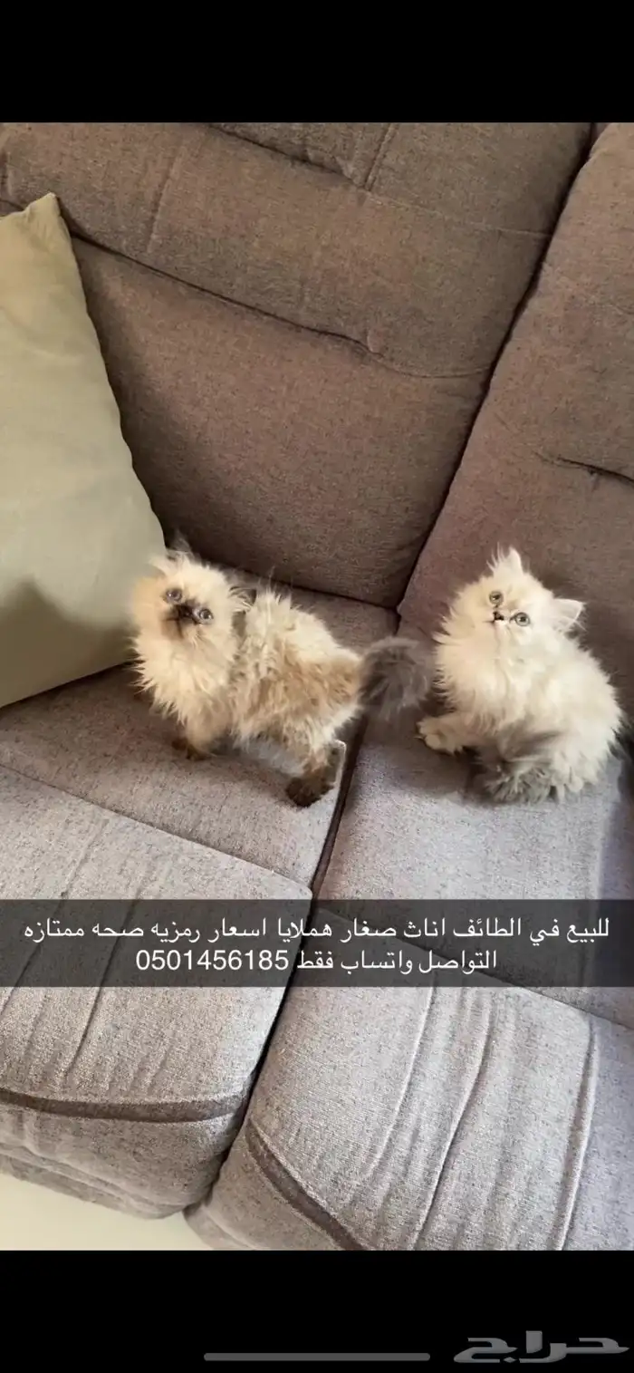 كيتن قزمه 250 ريال 1