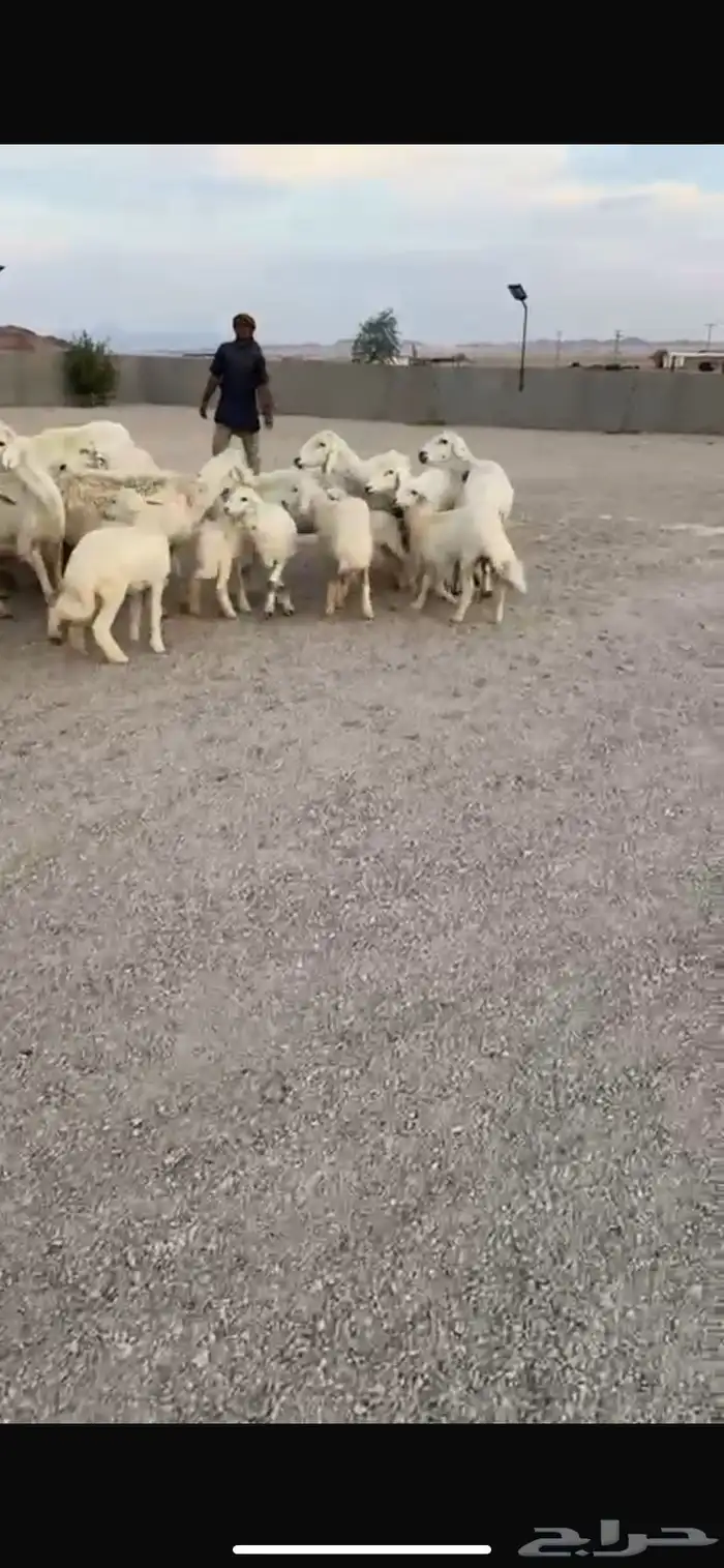 للبيع حريات مواليد ومواليد نعيمي 6