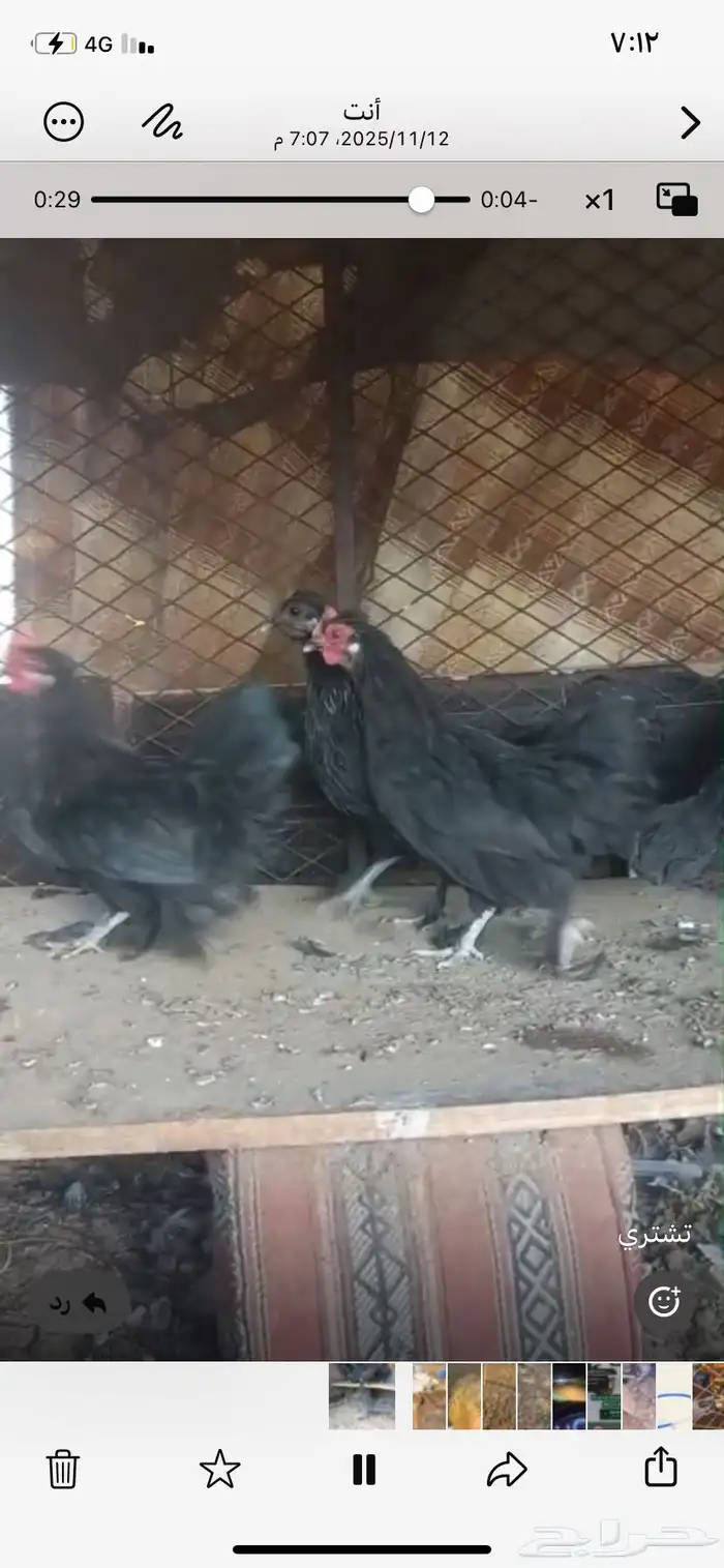 دجاج قزم اسود 1