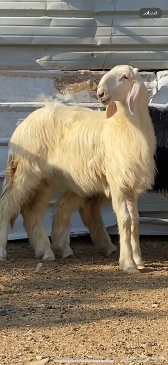 رخال نجد صنف ( تم البيييع ) 2