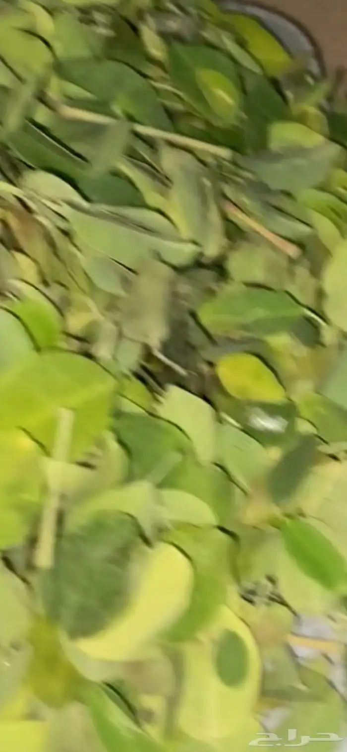 مخرج 5 حي الغدير 1