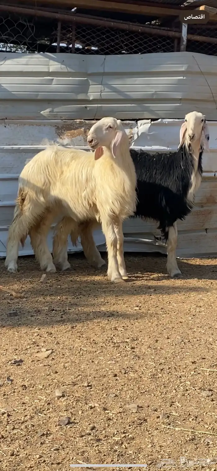 رخال نجد صنف ( تم البيييع ) 7