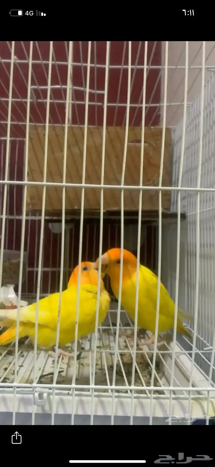 مطلوب ذكر روز اي لون 0