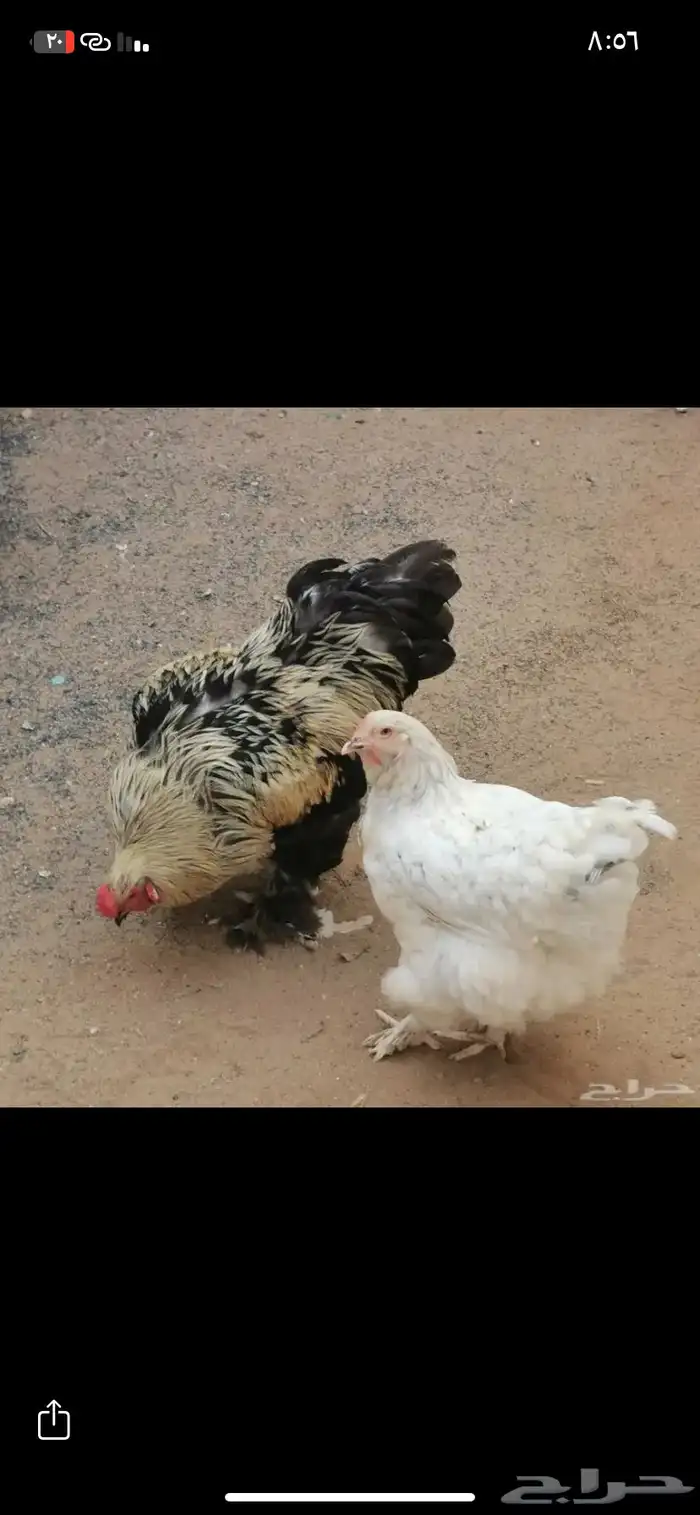 دجاج براهما 2