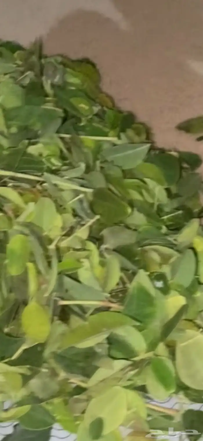 مخرج 5 حي الغدير 4