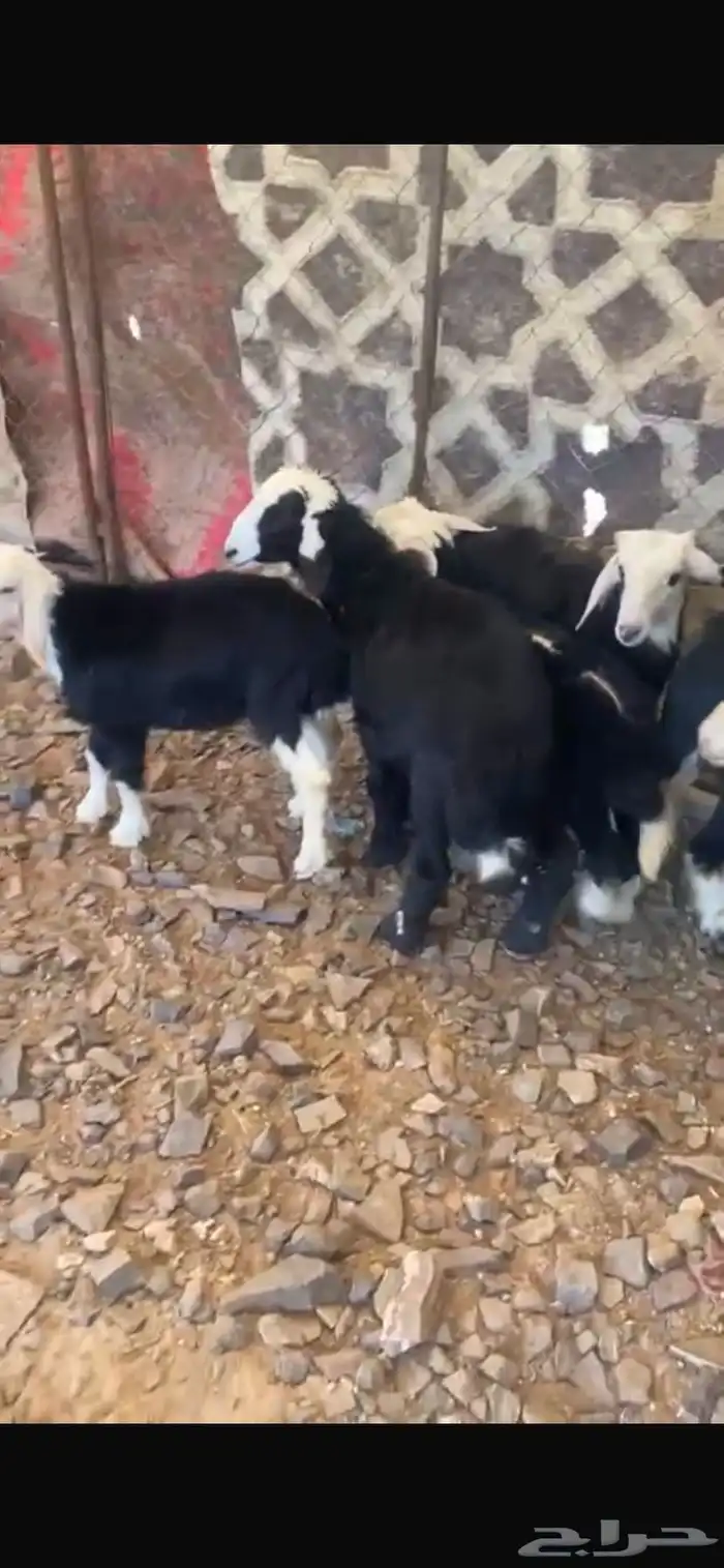 خرفان نجد تربيه 0